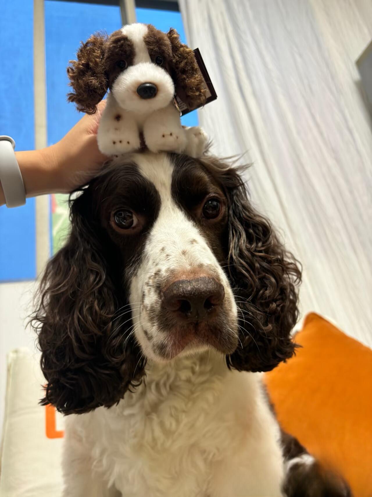 Springer Spaniel Plush Keychain Dog Bag Charm - Made by Frey