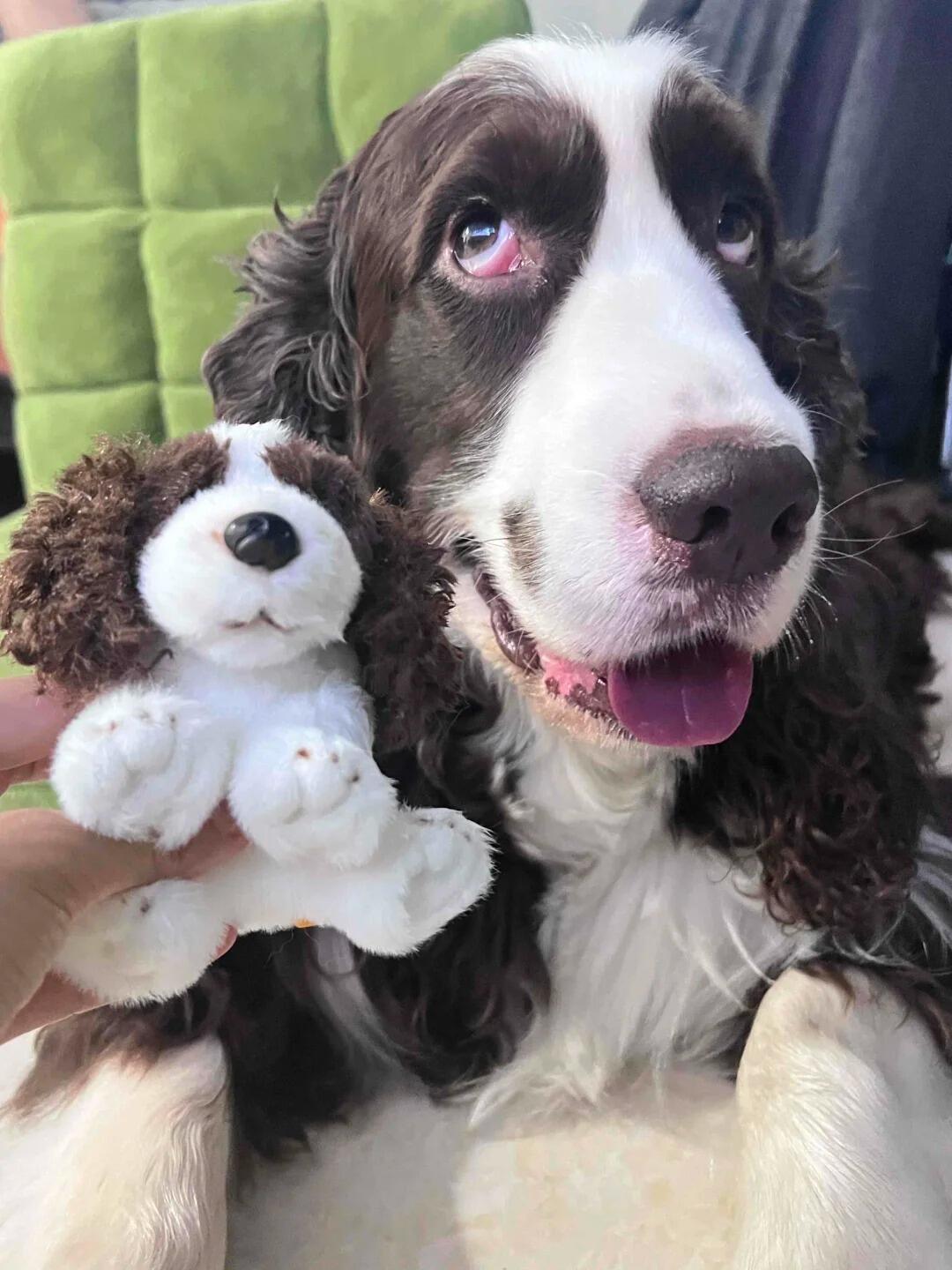 Springer Spaniel Plush Keychain Dog Bag Charm - Made by Frey